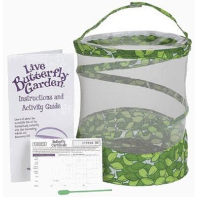 Butterfly growing kit