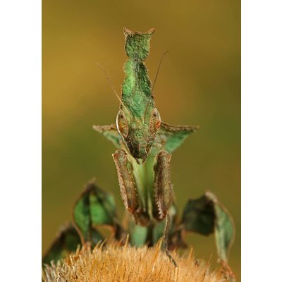 Ghost Mantis - Phyllocrania paradoxa