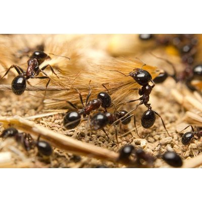 Ants Family M with 10-15 workers