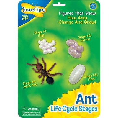 Ants life