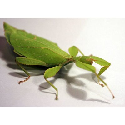 Phyllium philippinicus Walking leaf, 278 PSG