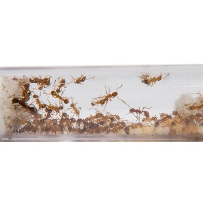 Myrmica rubra colony, 2 gynes and 10-40 workers