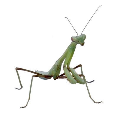 Hierodula membranacea