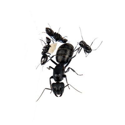 Camponotus barbaricus colony, queen and 2-8 workers