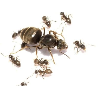 Lasius niger kolonie, koningin en 20 werksters