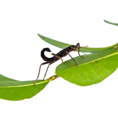 Peruphasma schultei, Black Beauty, psg 270