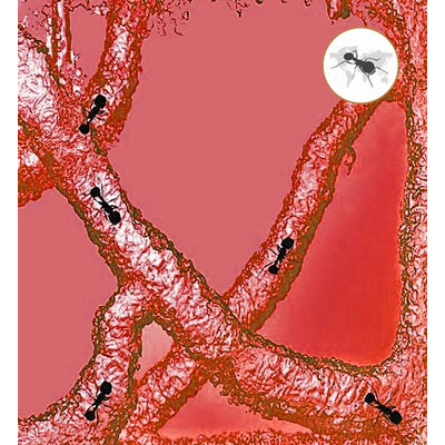 Gel refill rood