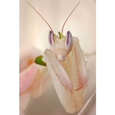Orchidee Bidsprinkhaan - Hymenopus coronatus