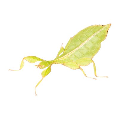 Phyllium philippinicus Wandelend Blad, psg 278