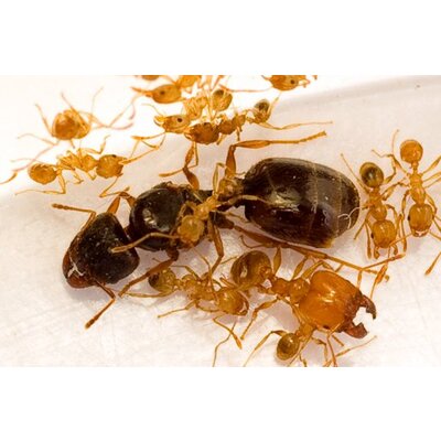 Pheidole sp., koningin en 10+ werksters