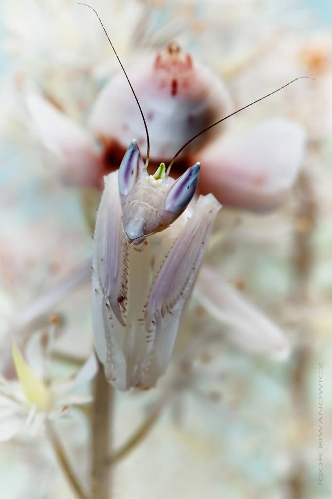 Weetjes Over Dieren En Natuur National Geographic Junior