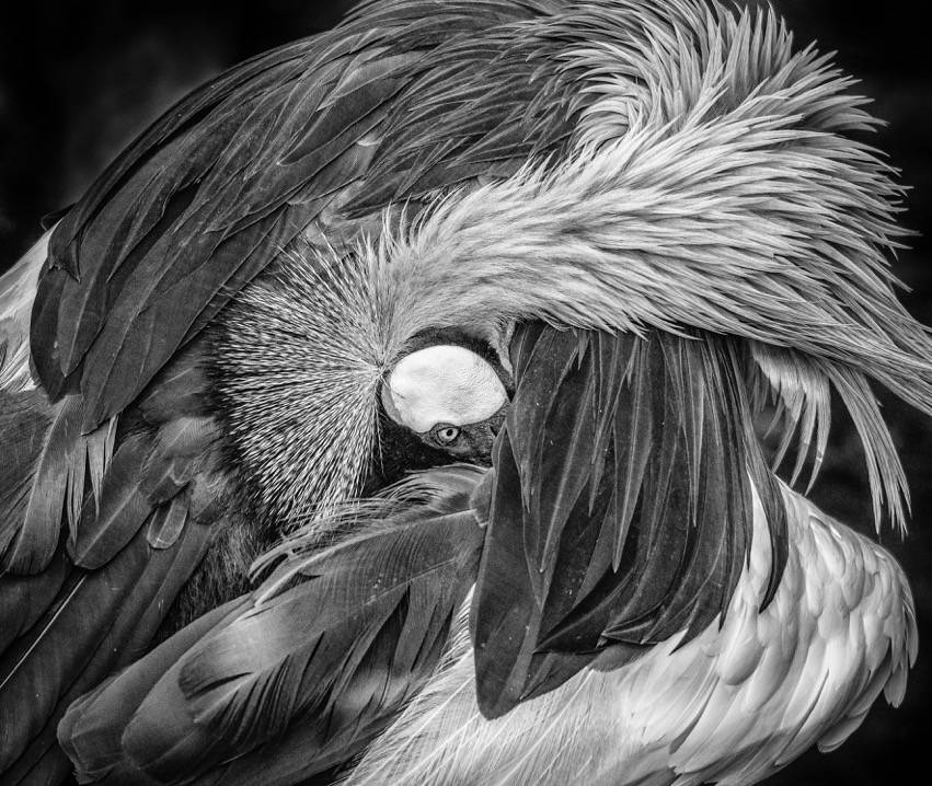 animal