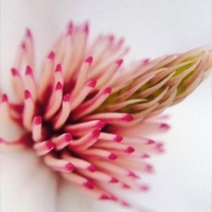 Macro lenses
