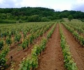 Wijnproductie Frankrijk daalt met 10% 