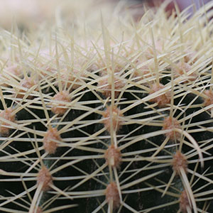 Echinocactus schoonmoederstoel