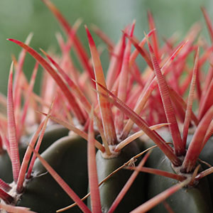 cactus met stekels