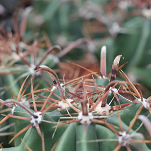 stekelige cactus