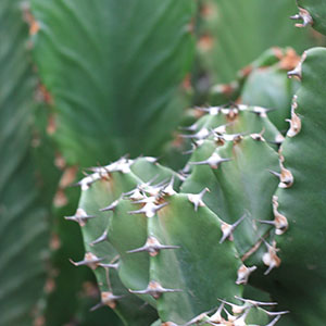 euphorbias hebben wolfsmelk