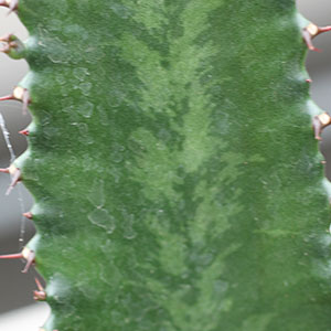 webshop voor euphorbia's