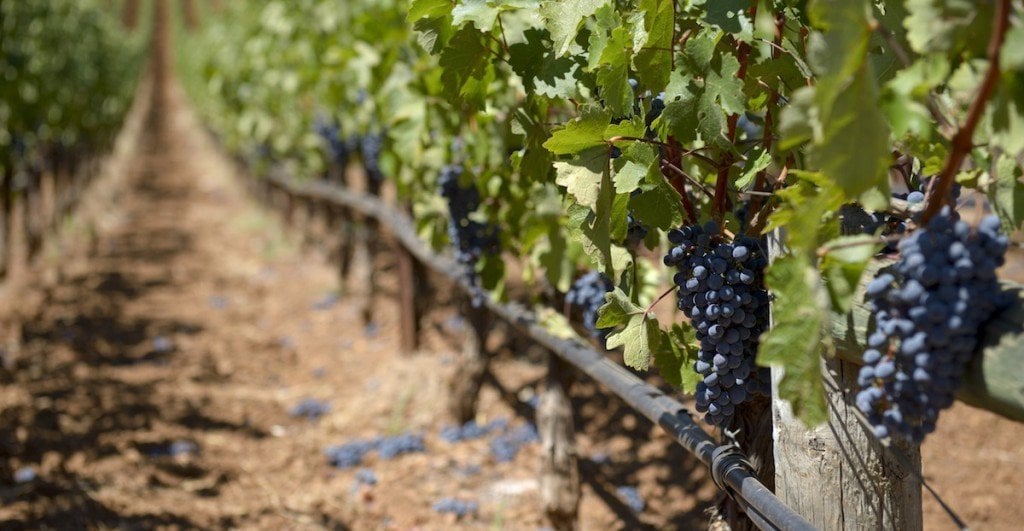 Виноградники в израиле