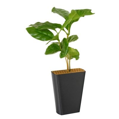 Koffieplant (Coffea arabica)