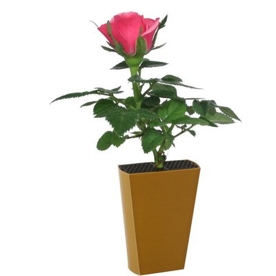 Roosje Roze