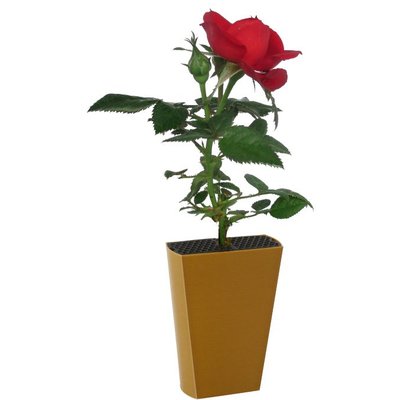 Roosje Rood