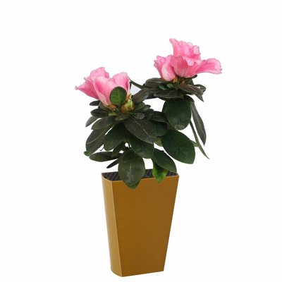 Azalea indica (Rhododendron simsii)