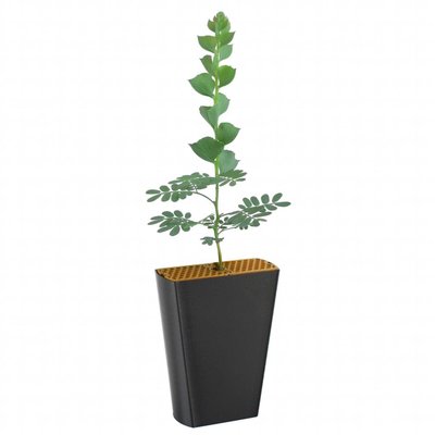 Acacia pravissima