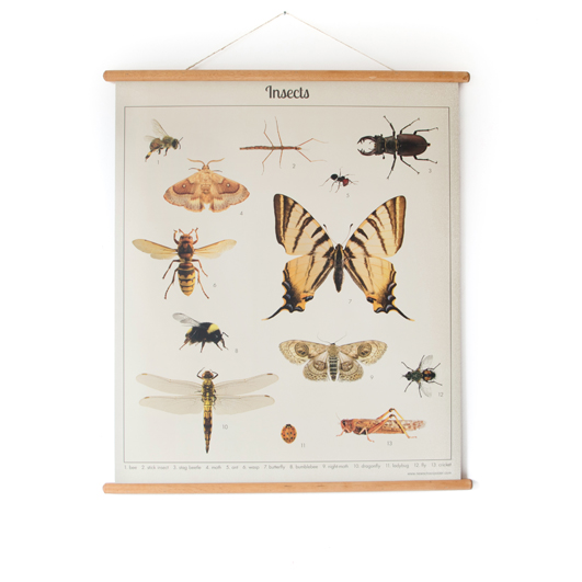 Schoolplaat insect