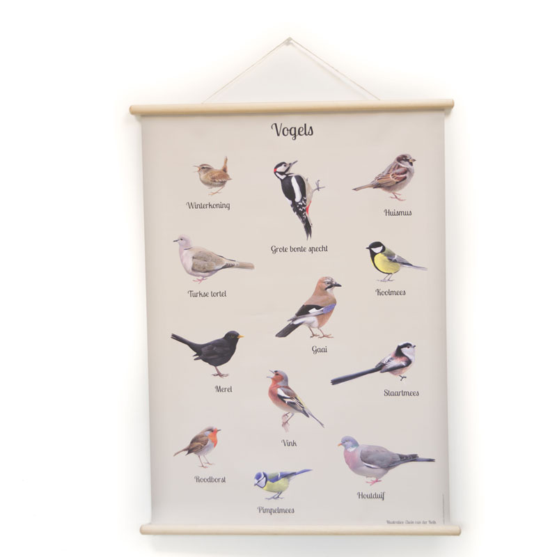 Schoolplaat vogels