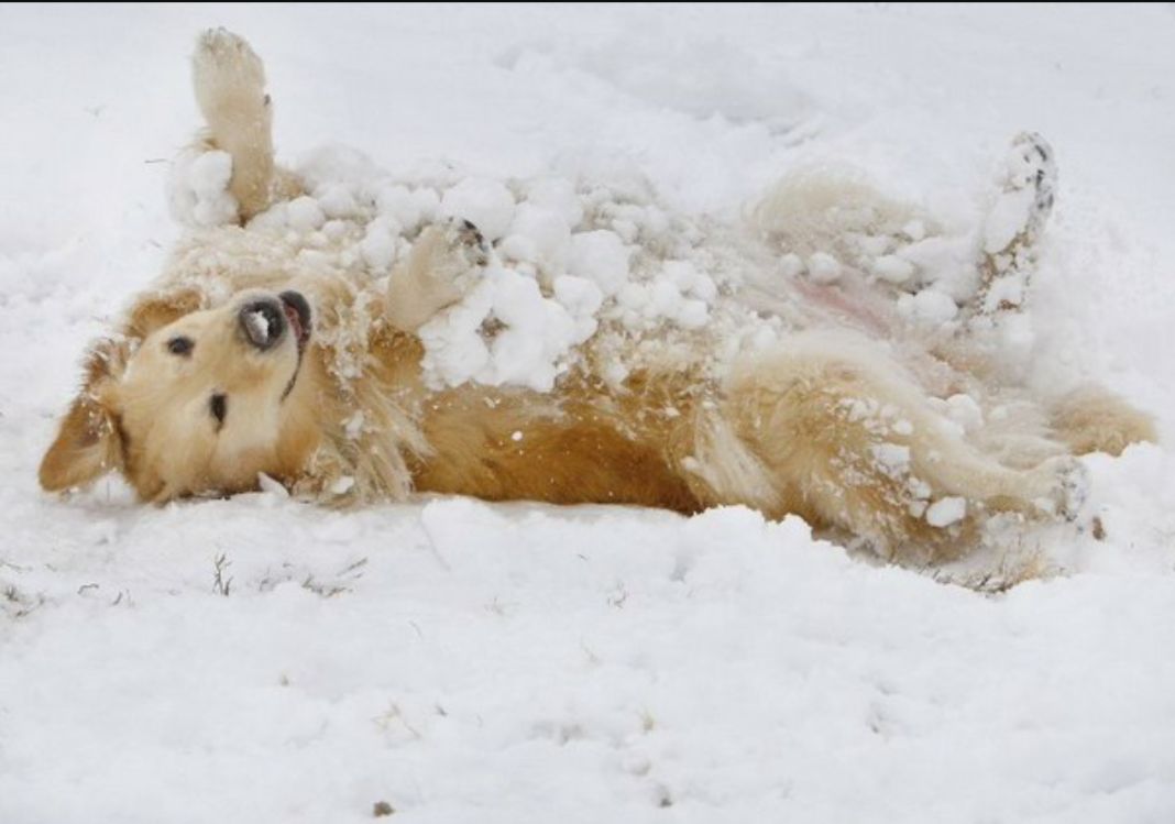 In de sneeuw