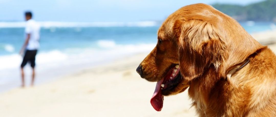 Vakantie met je hond is iets speciaals