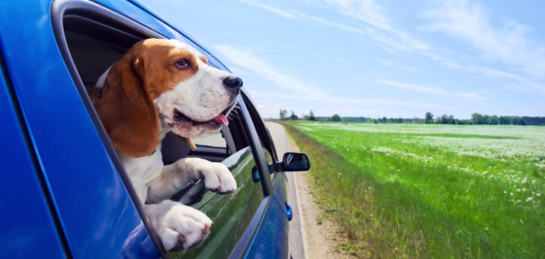 De hond mee op vakantie - De checklist