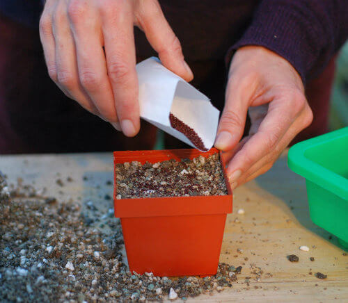 Easy care starter kits seeds