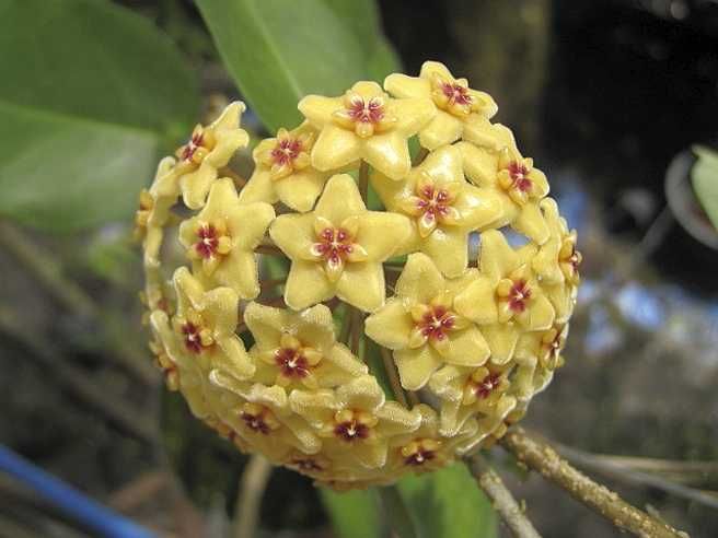 Hoya kenejiana cv. Red Corona - Uhlig Kakteen - more than 5,000