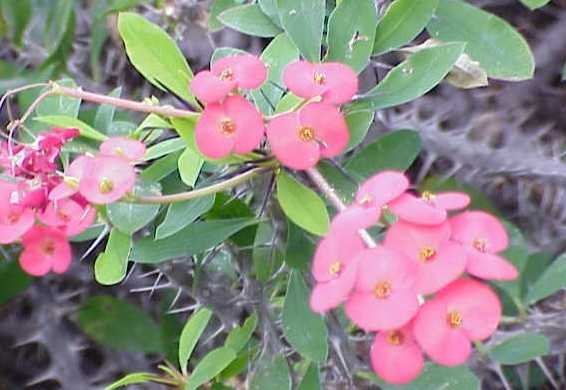 Euphorbia milii ´Christusdorn´ Uhlig Kakteen Über 5000 verschiedene