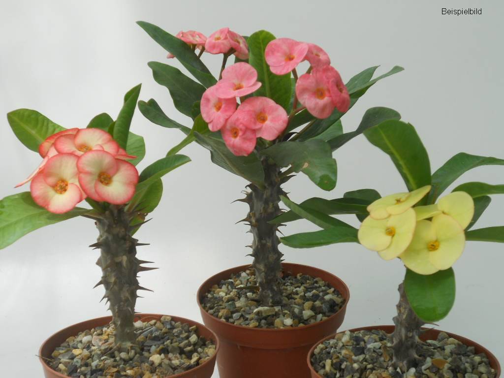 assortment-euphorbia-milii-grandiflora-thai-hybrid.jpg