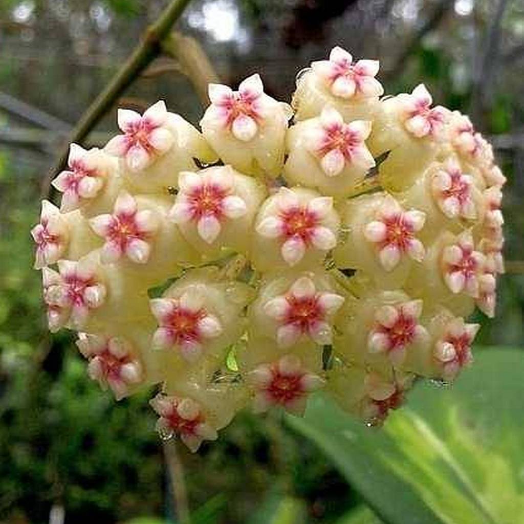 Hoya kerrii cv. Variegata Uhlig Kakteen more than
