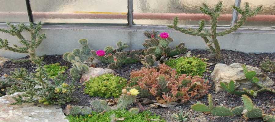 Cactus : les variétés et les conditions de plantation au jardin