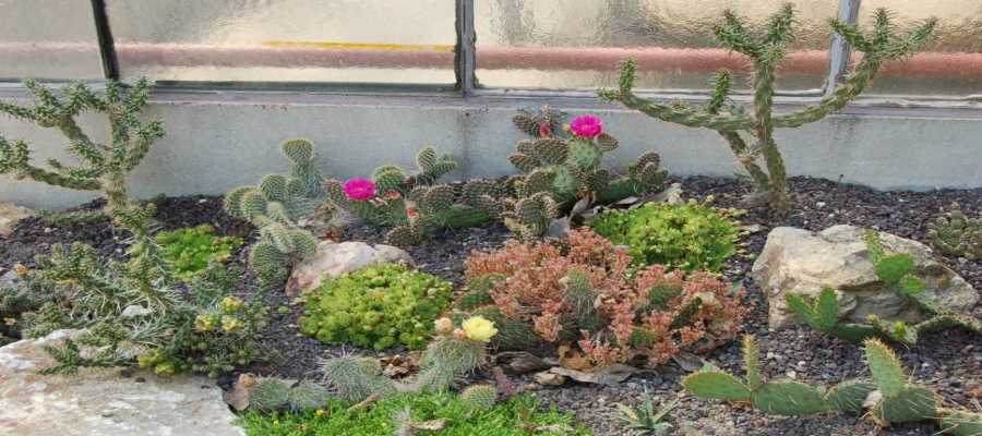 Cactus : plantation, entretien et floraison