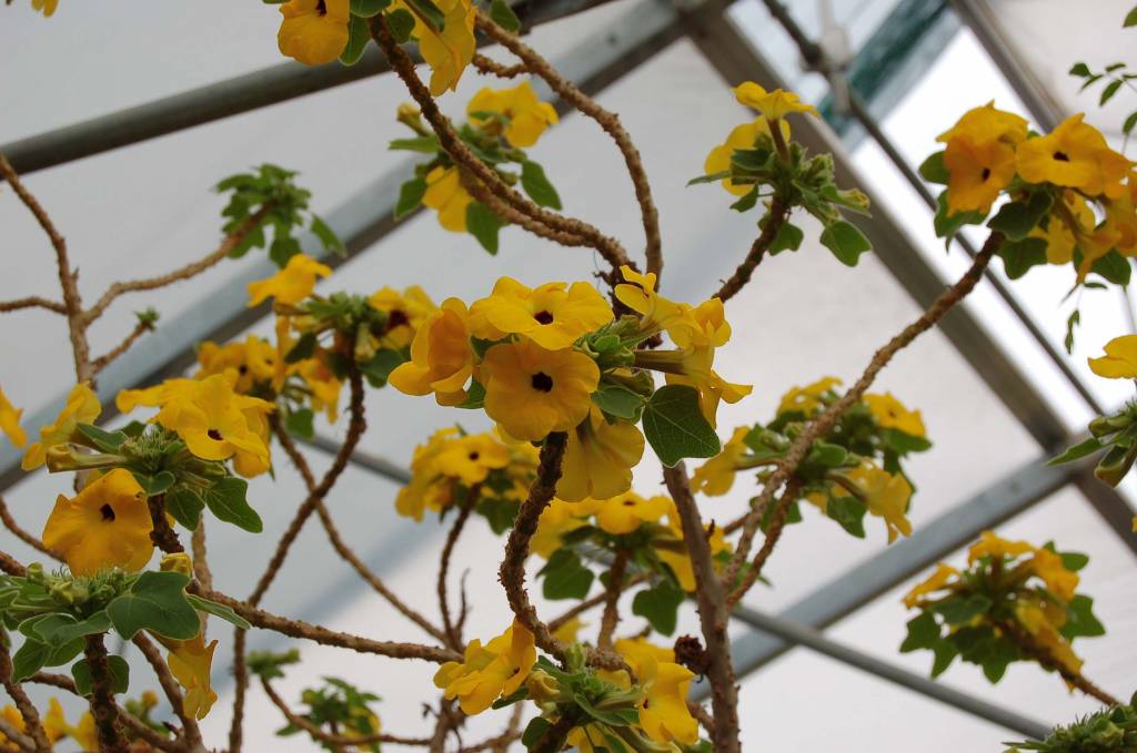 Uncarina grandidieri Uhlig Kakteen more than 5,000 different species