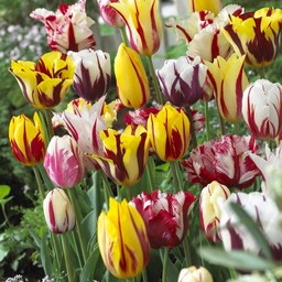 Rembrandt tulips - Tulip Store