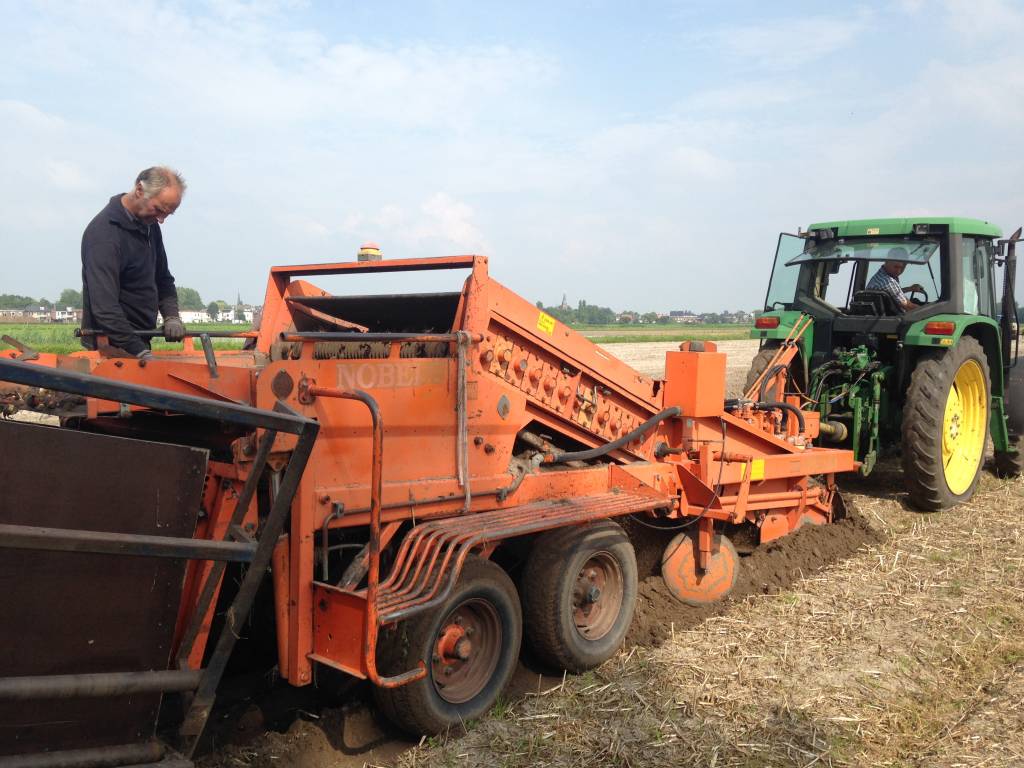 Harvesting the tulips!