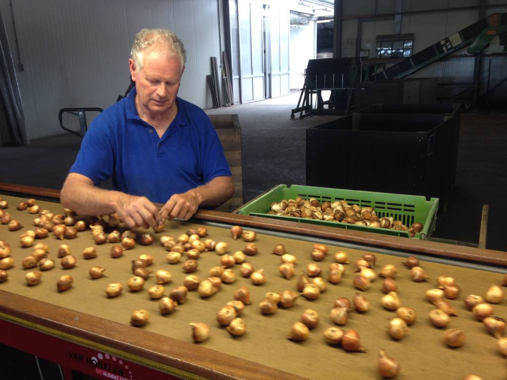 Tulpenbollen worden volop verwerkt bij de kwekers