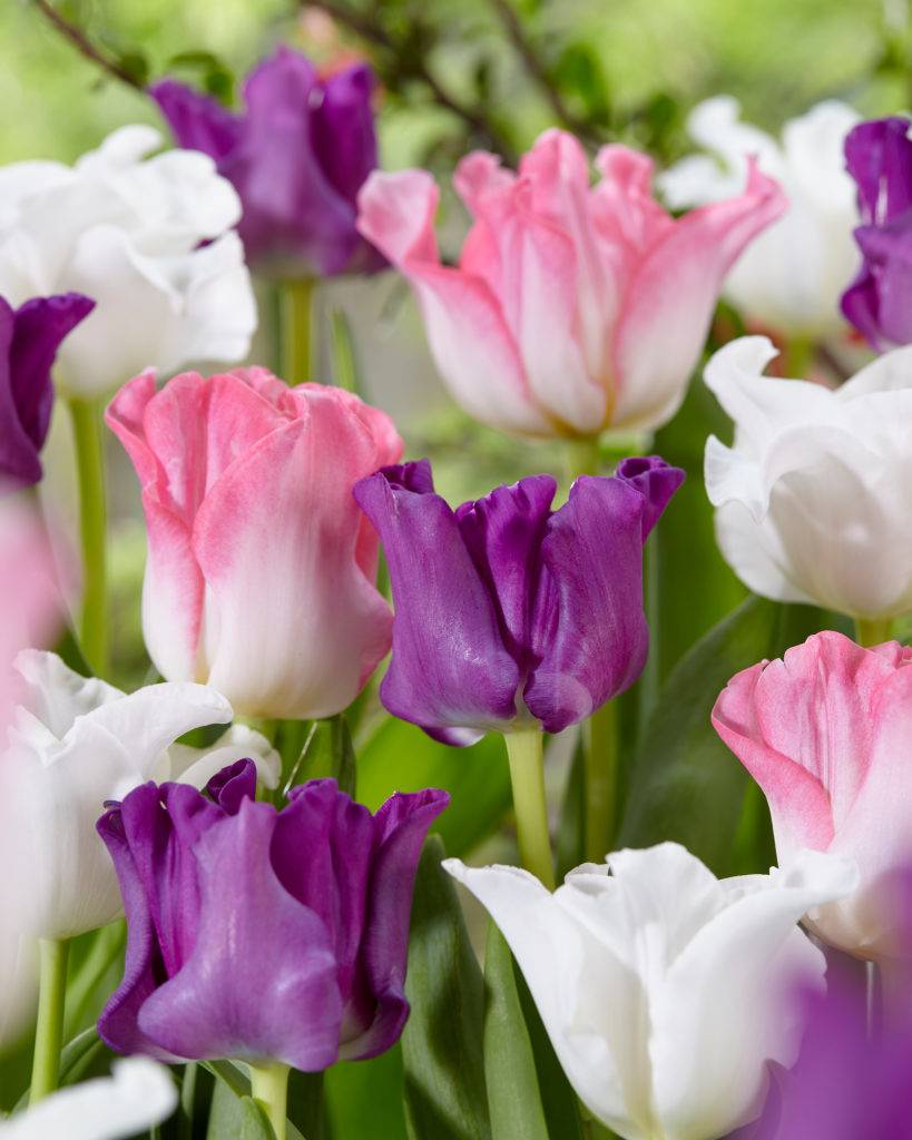 tulipa-crown-of-negrita.jpg