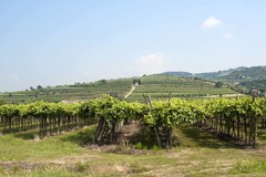 Italiaanse wijn