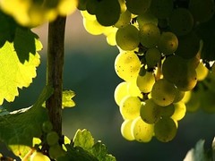 Albarino