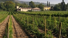 Amarone wijn