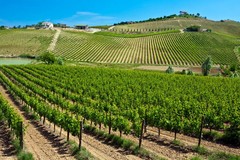 Abruzzo Wijnen